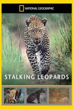 Watch National Geographic: Stalking Leopards Megashare8