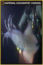 Watch National Geographic Hooked Squid Invasion Megashare8