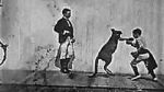 Watch The Boxing Kangaroo (Short 1896) Megashare8