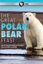 Watch The Great Polar Bear Feast Megashare8