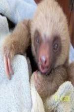 Watch Too Cute! Baby Sloths Megashare8