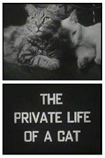 Watch The Private Life of a Cat Megashare8