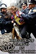 Watch NYPD: Biggest Gang in New York? Megashare8