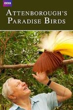 Watch Attenborough's Paradise Birds Megashare8