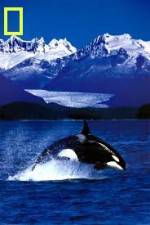 Watch National Geographic Killer Whales Of The Fjord Megashare8