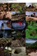 Watch National Geographic Wild - City Of Ants Megashare8