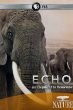 Watch Echo: An Elephant to Remember Megashare8