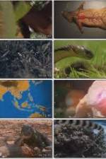 Watch National Geographic Wild : Deadliest Animals Asia Pacific Megashare8