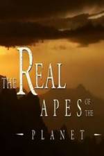 Watch The Real Apes of the Planet Megashare8