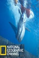 Watch National Geographic Shark Men Surfs Up Megashare8