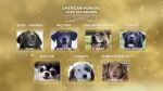 Watch American Humane Hero Dog Awards: 10th Anniversary Celebration (TV Special 2020) Megashare8