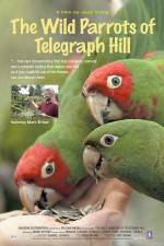 Watch The Wild Parrots of Telegraph Hill Megashare8