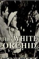 Watch The White Orchid Megashare8