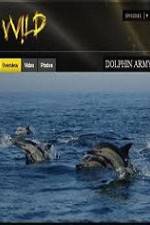 Watch National Geographic Wild Dolphin Army Megashare8
