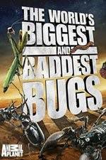 Watch Worlds Biggest and Baddest Bugs Megashare8