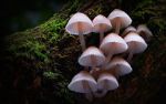 Watch Fungi: The Web of Life Megashare8