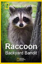 Watch Raccoon: Backyard Bandit Megashare8