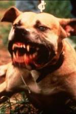 Watch Dogfighting Undercover Megashare8