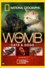 Watch National Geographic In The Womb Cats Megashare8