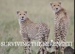 Watch Surviving the Serengeti Megashare8