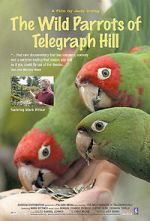 Watch The Wild Parrots of Telegraph Hill Megashare8