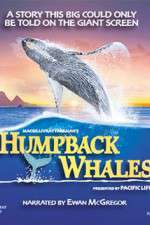 Watch Humpback Whales Megashare8