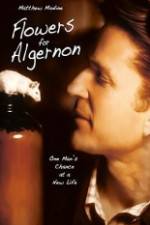 Watch Flowers for Algernon Megashare8