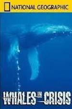 Watch National Geographic: Whales in Crisis Megashare8
