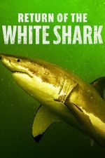 Watch Return of the White Shark Megashare8