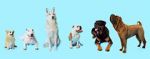 Watch How Dogs Got Their Shapes Megashare8