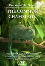 Watch Our Wonderful Nature - The Common Chameleon Megashare8