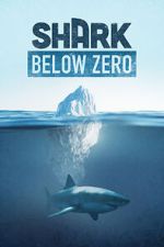Watch Shark Below Zero Megashare8