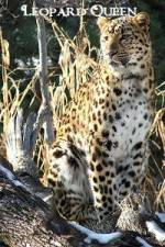 Watch National Geographic Leopard Queen Megashare8