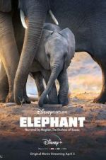 Watch Elephant Megashare8
