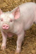 Watch Patent For A Pig: The Big Business of Genetics Megashare8