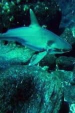 Watch National Geographic: Secret Shark Pits Megashare8