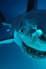 Watch National Geographic. Shark attacks investigated Megashare8