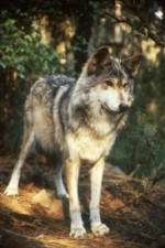 Watch National Geographic Wild - Inside the Wolf Pack Megashare8