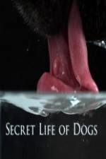 Watch Secret Life of Dog Megashare8