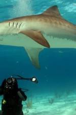 Watch Dive To Tiger Shark Central Megashare8