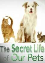 Watch The Secret Life of Our Pets Megashare8