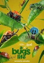 Watch A Real Bug's Life Megashare8