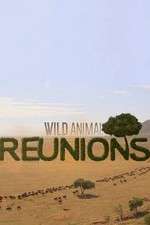 Watch Wild Animal Reunions Megashare8