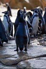 Watch Meet the Penguins Megashare8