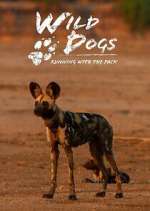 Watch Wild Dogs: Running with the Pack Megashare8