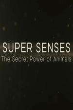 Watch Super Senses The Secret Power of Animals Megashare8