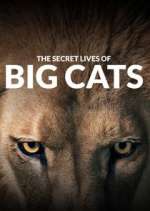 Watch The Secret Lives of Big Cats Megashare8