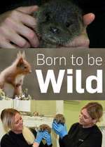 Watch Born to Be Wild Megashare8
