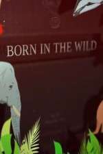 Watch Born In The Wild Megashare8