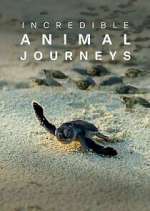 Watch Incredible Animal Journeys Megashare8